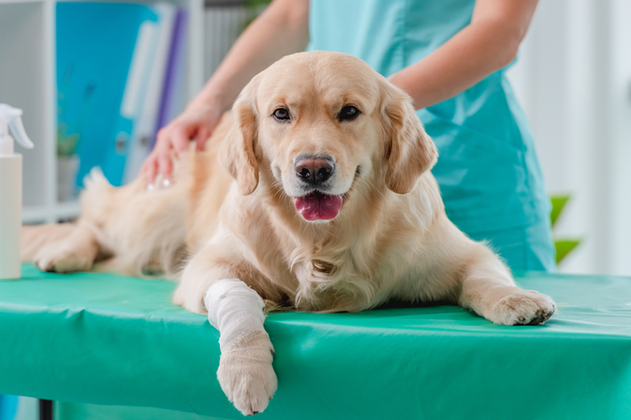 Como funciona o diagnóstico de miíase em cães