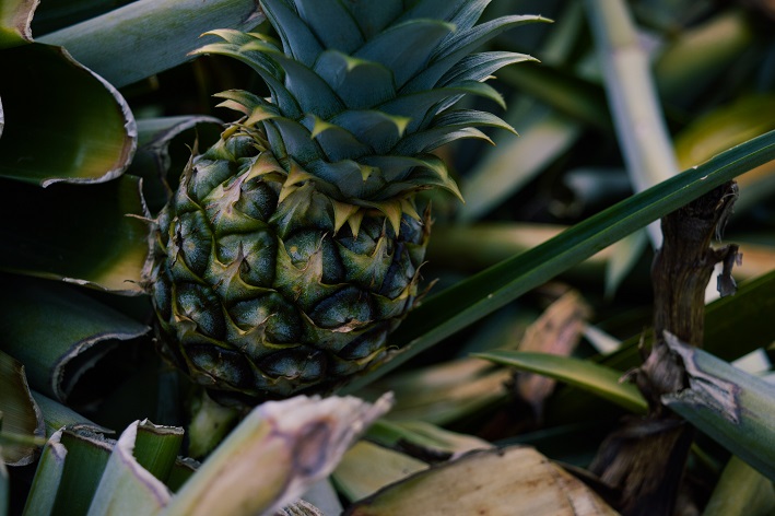 Como plantar abacaxi em vaso?