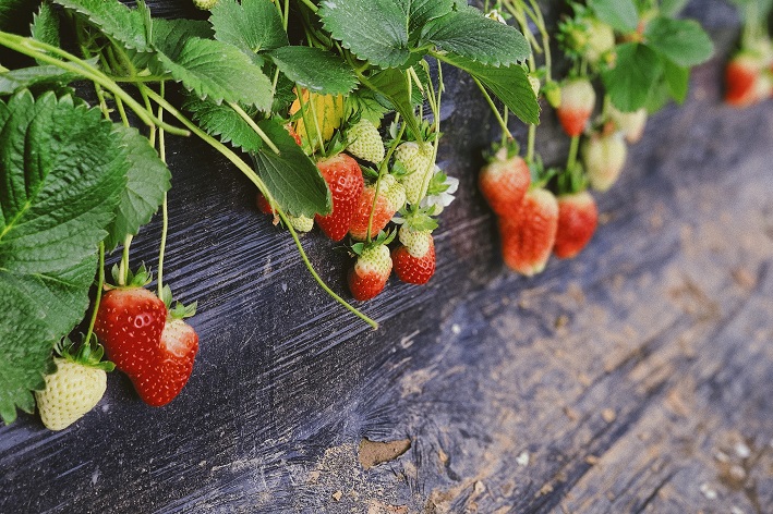 como plantar morango em vaso