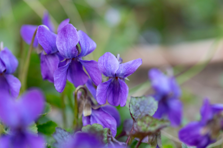 Viola Odorata