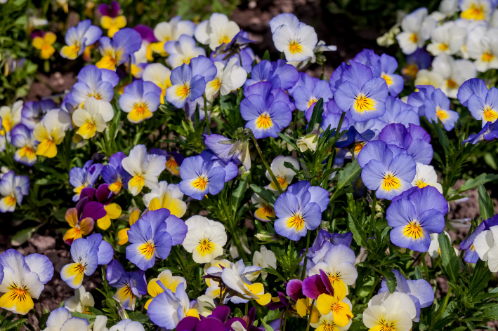 Viola Tricolor