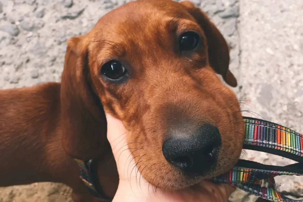 cachorro com picada de abelha 