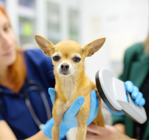 Microchipagem animal: entenda como funciona e a sua importância 1