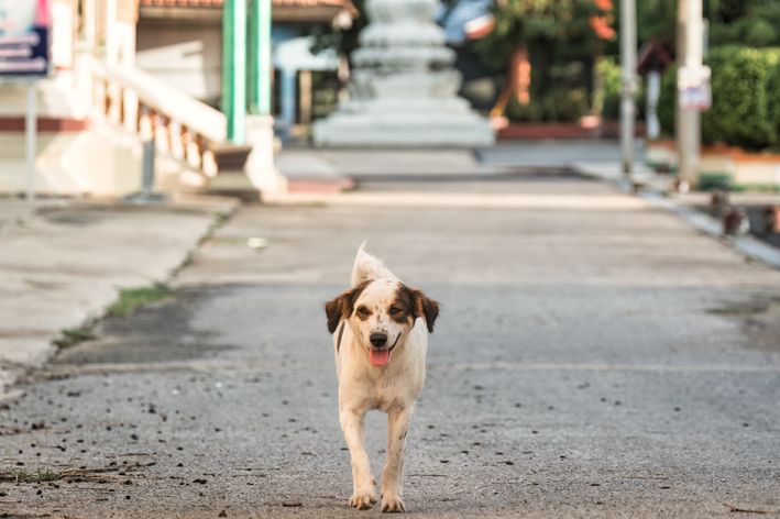 Grupos e fatores de risco para miíase em cachorro