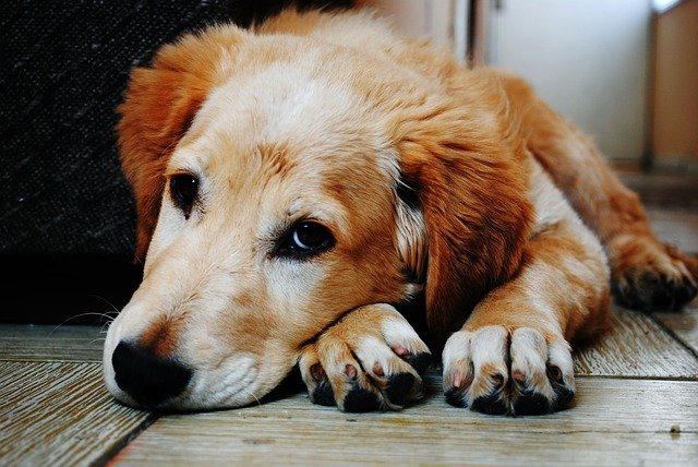 Meu cachorro não quer comer e está vomitando e triste