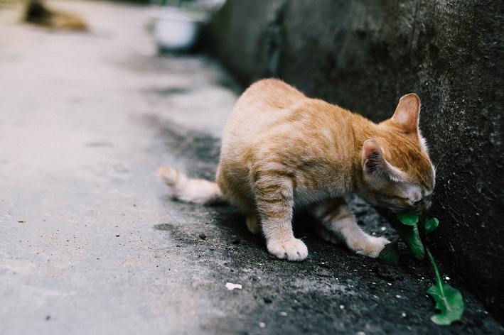 Animais e crianças podem comer plantas tóxicas sem querer