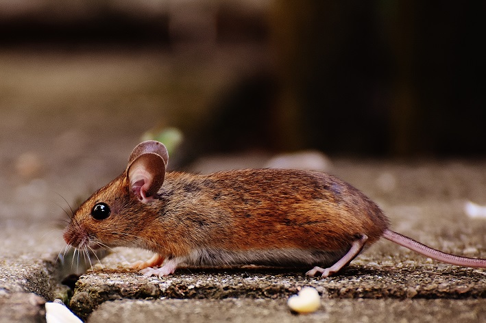 Será que os ratos têm ossos?