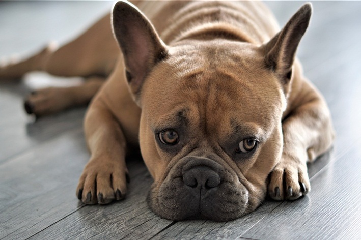 Remédio humano para otite canina