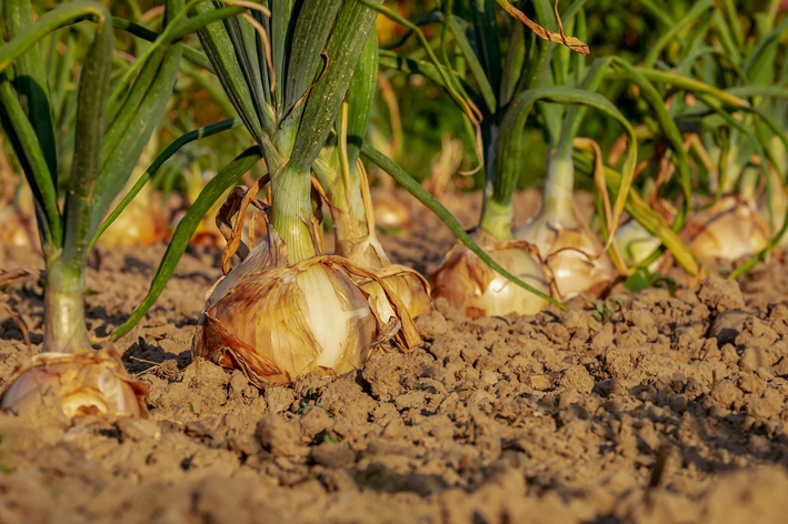 A terra vegetal é um alternativa para melhorar sua plantação.