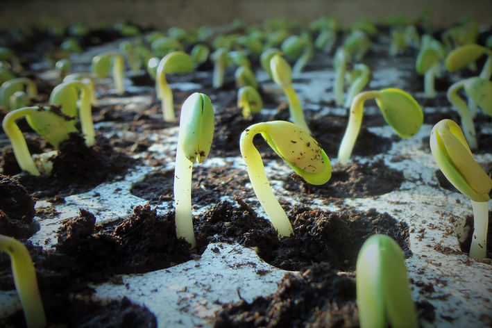 Os feijões amadurecem melhor com o uso de terra vegetal