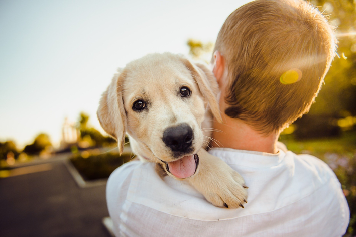 Saiba como comemorar o dia do cachorro com seu pet