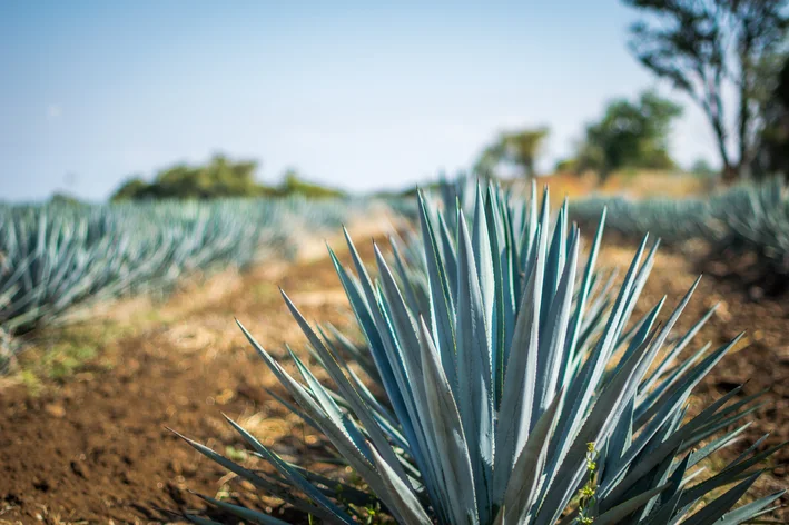 agave-planta-jardim