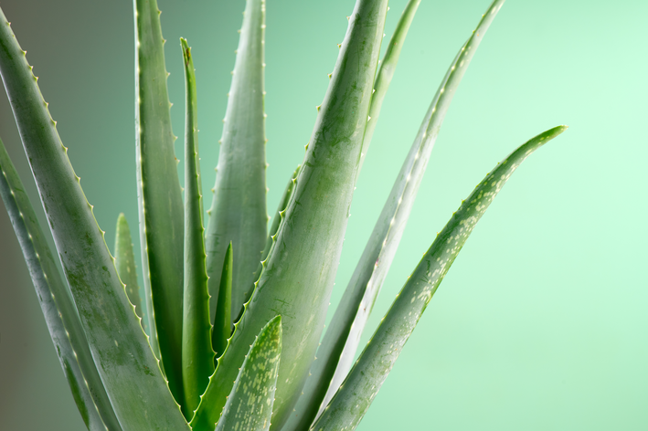 aloe vera