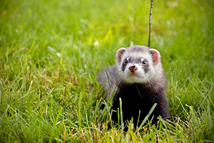 animais de estimação exóticos