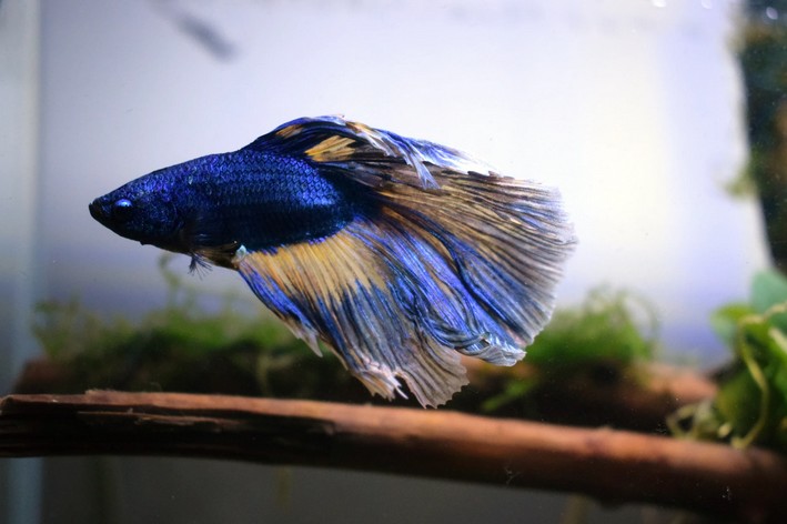 Betta nadando sozinho em aquário