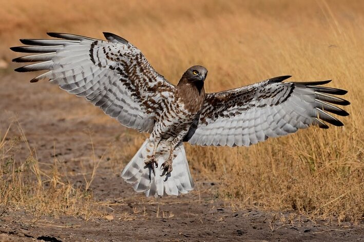 aves-de-rapina