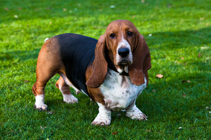 raças de cachorro médio Basset Hound