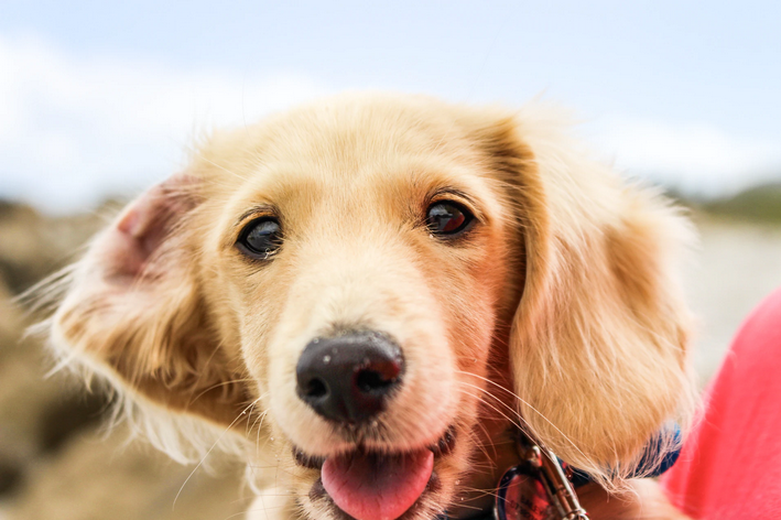 Cachorro bege feliz, característica do bem-estar animal