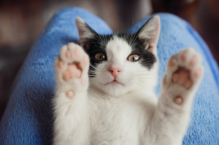 Gato branco e preto com as patas levantadas, brincando no colo do tutor, que garante seu bem-estar animal