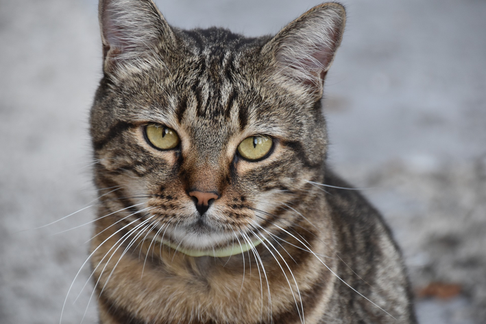 berne em gatos