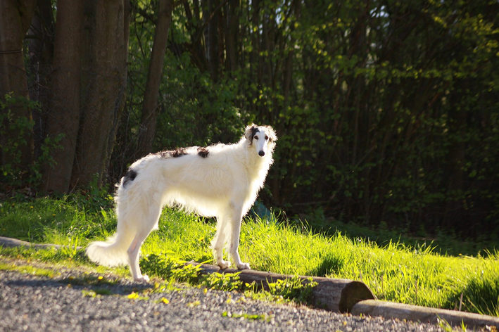 borzoi