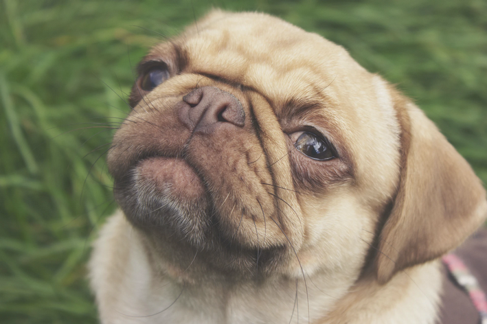 Braquicefalia em cães. Pug marrom com focinho achatado