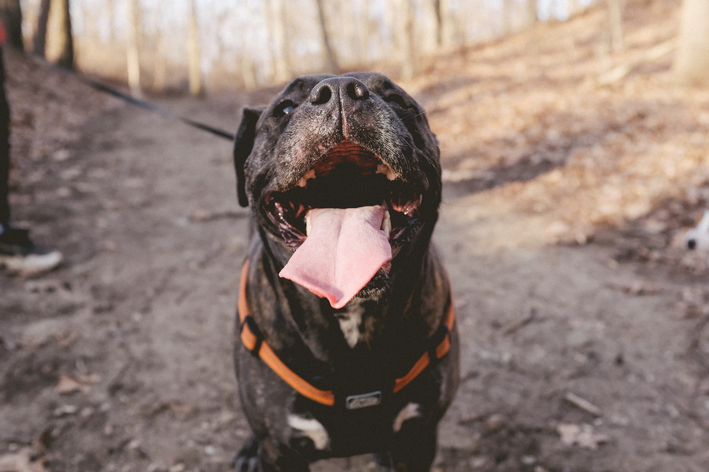 Briga de Pitbull é mentira! Pitbull feliz, mostrando a língua