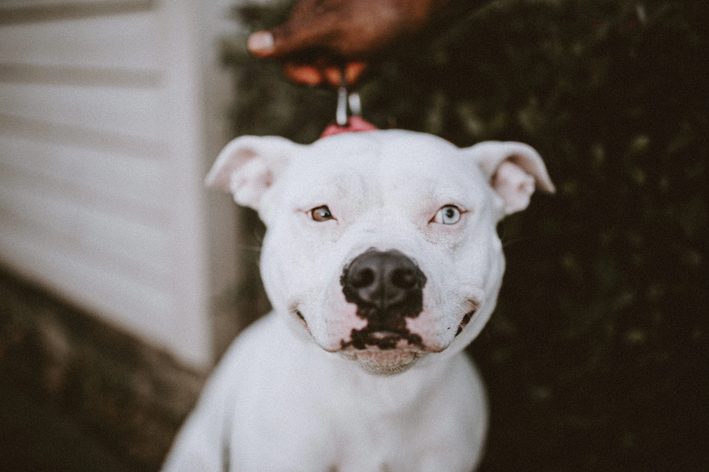 Pitbull branco sorrindo