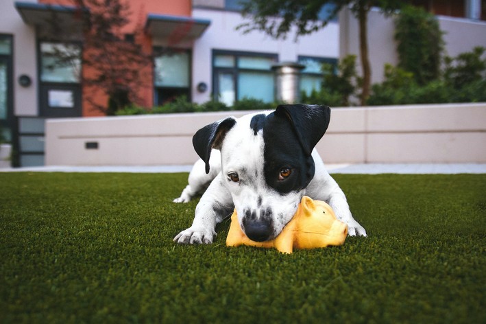 Cão brincando com brinquedo de plástico