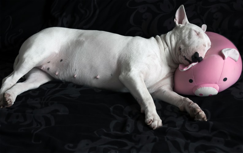 bull terrier dormindo