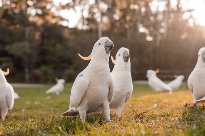 cacatua alba em bando