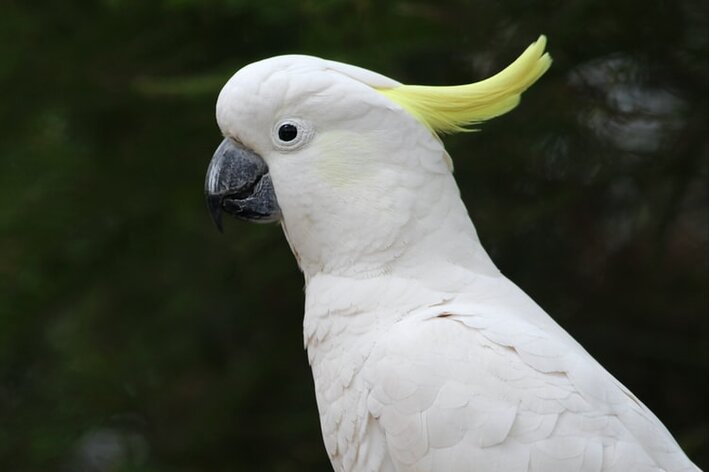 cacatua alba