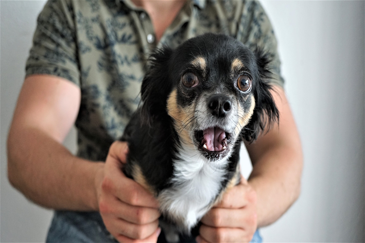 Cachorro assustado: o que fazer para ajudar