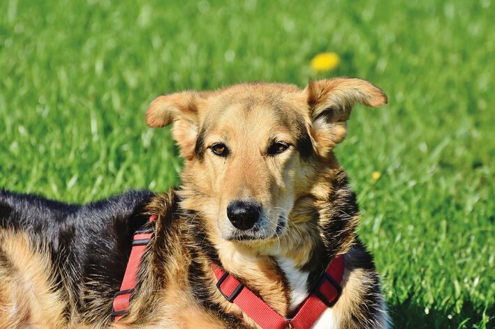 cachorro brasileiro