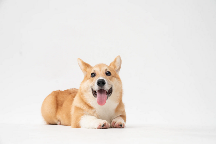 Cachorro Corgi bege e branco