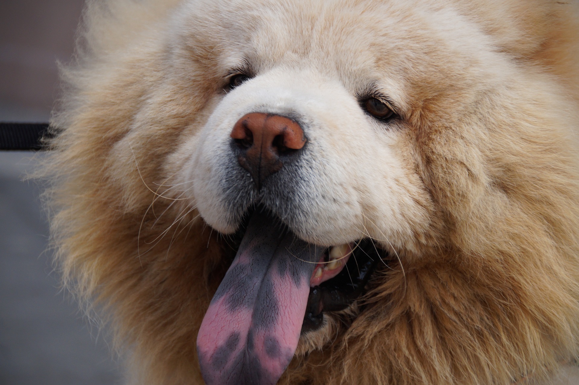 cachorro da lingua azul