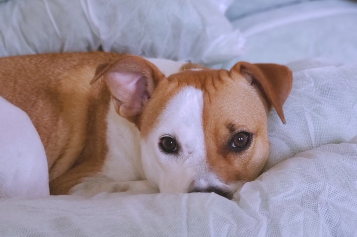 cachorro estressado deitado