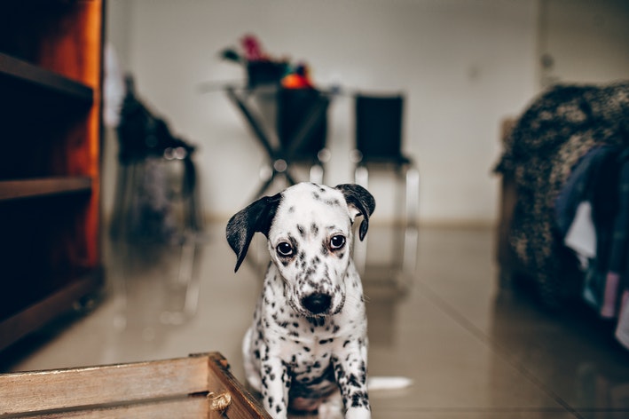 cachorro estressado sentado