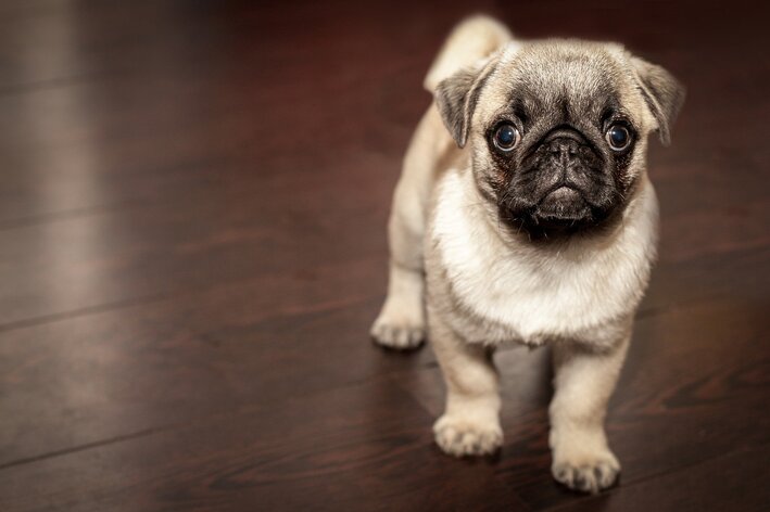 cachorro de famosos