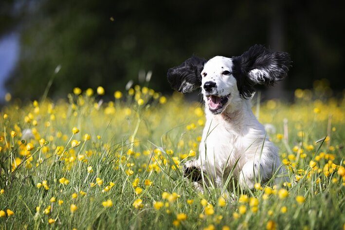 cachorro feliz