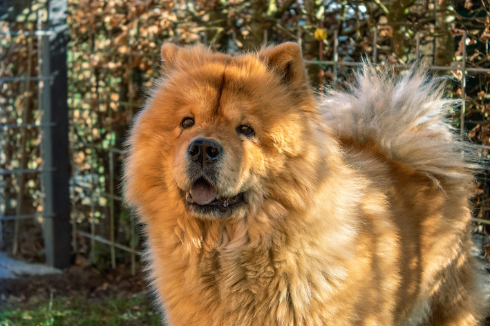 cachorro-mais-bonito-do-mundo