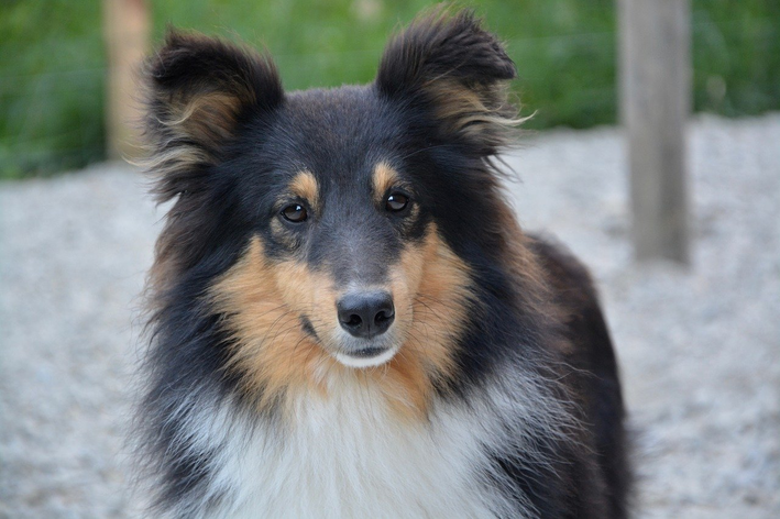 cachorros mais inteligentes do mundo