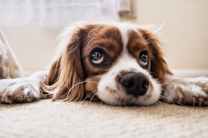 cachorro não consegue ficar em pé