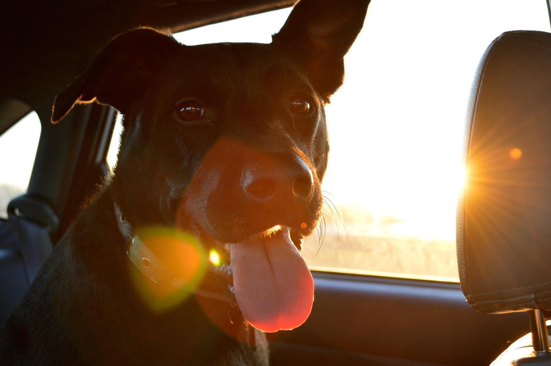 cachorro no carro