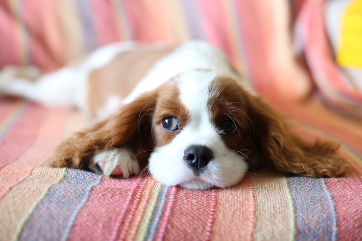 Cachorro pequeno peludo: Cavalier King Charles Spaniel