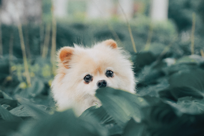 Lulu da Pomerânia, cachorro pequeno peludo