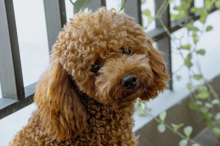 Cachorro pequeno peludo: Poodle toy