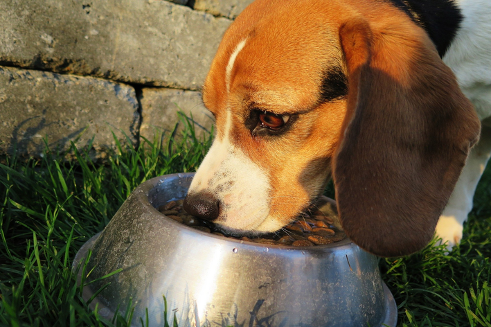 Será que cachorro pode comer atum? Descubra aqui