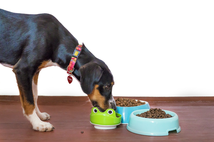 cachorro pode comer espinafre