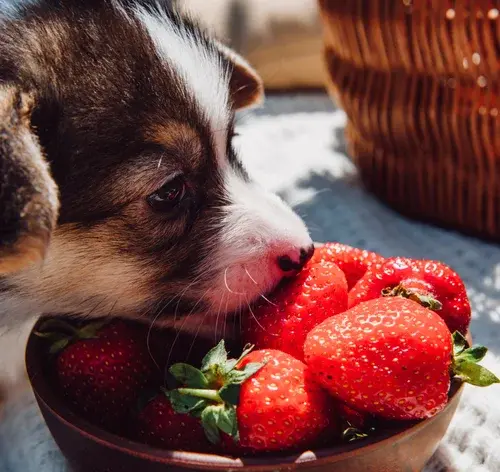 cachorro comendo morango